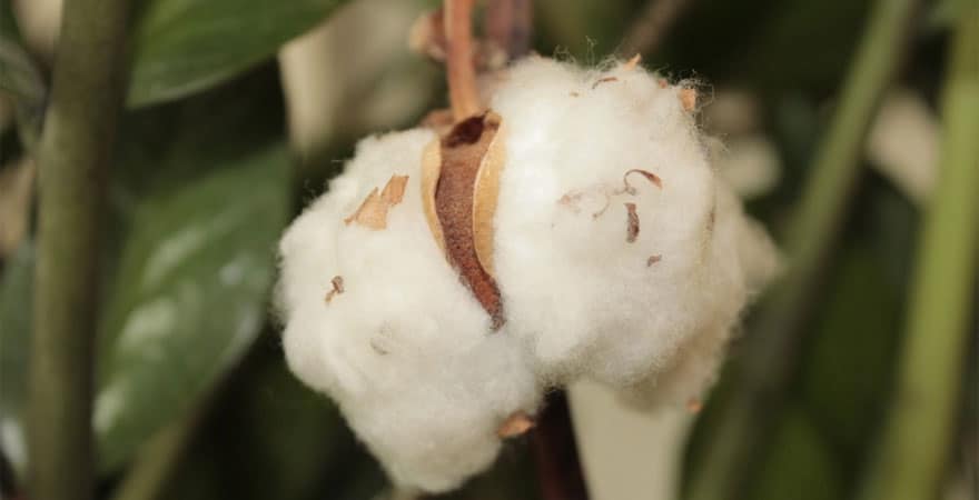 coton bio équitable