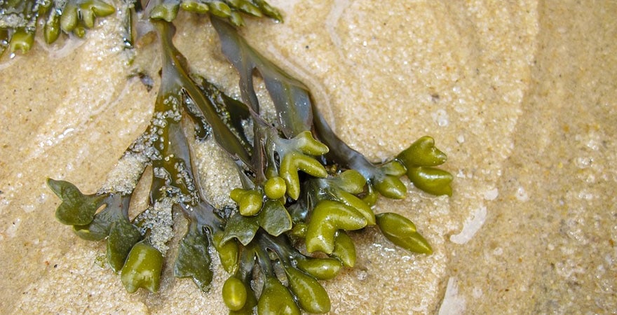 plastique fabriqué à base d'algues