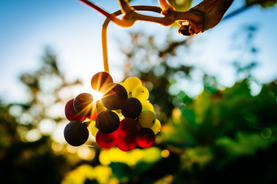 raisin pour vin de Bordeaux