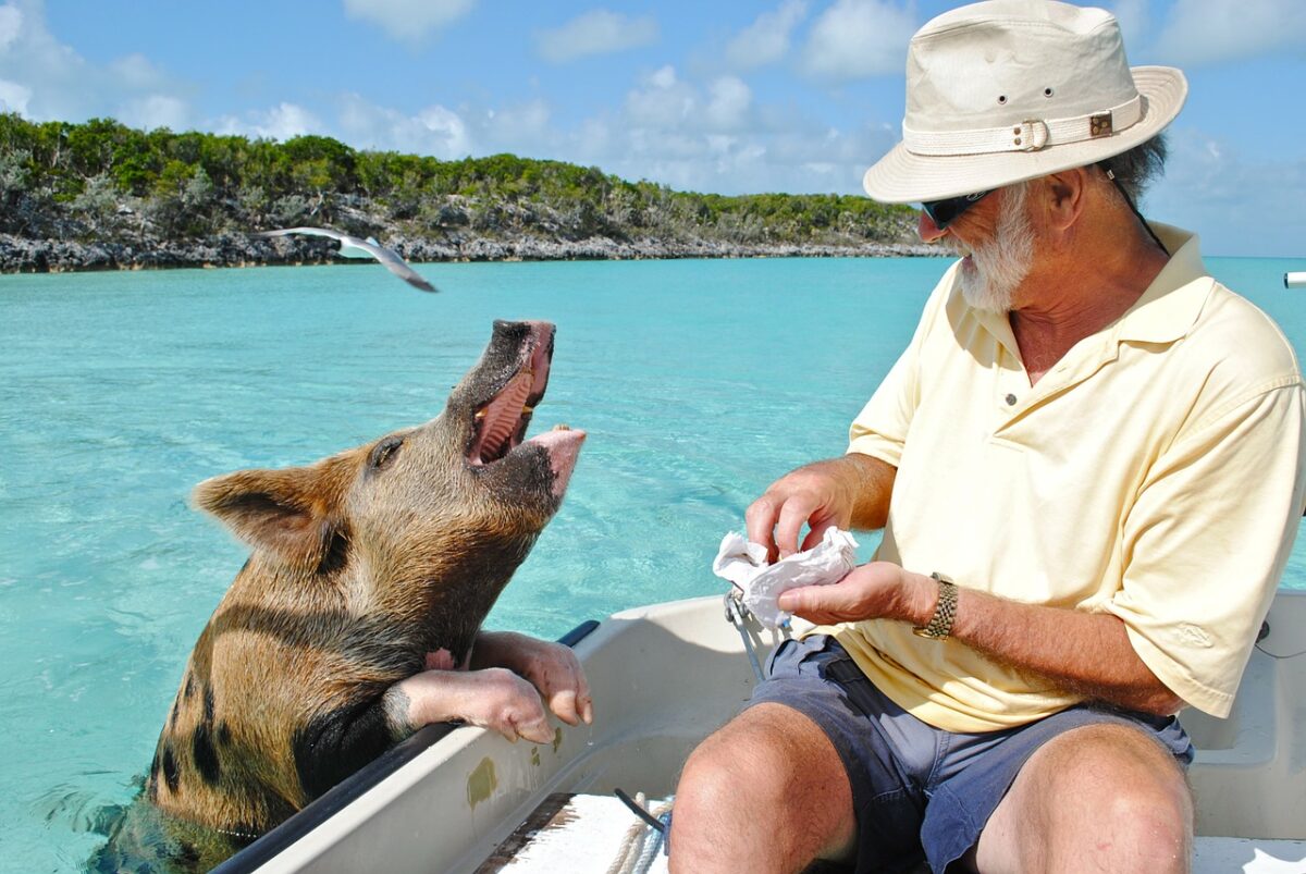 L'île aux cochons