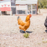 Poules rousse et noire et poulailler en arrière plan.