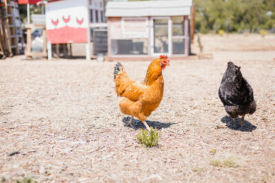 Poules rousse et noire et poulailler en arrière plan.