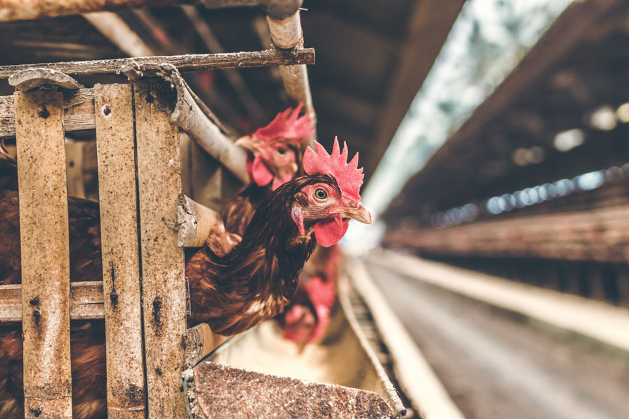 Poules sortant la tête de l'enclos