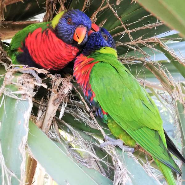 Couple d'oiseaux