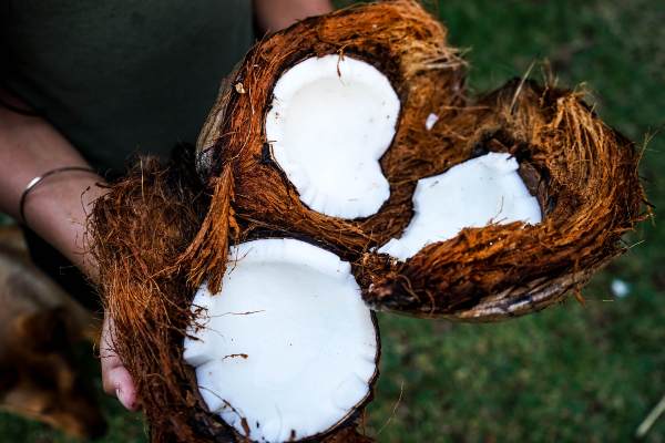 Noix de coco fraiche de l'ile de la Réunion