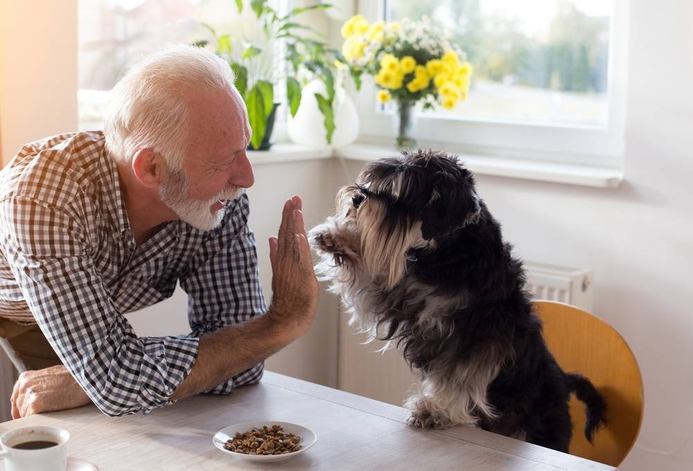 confiez votre animal à un senior