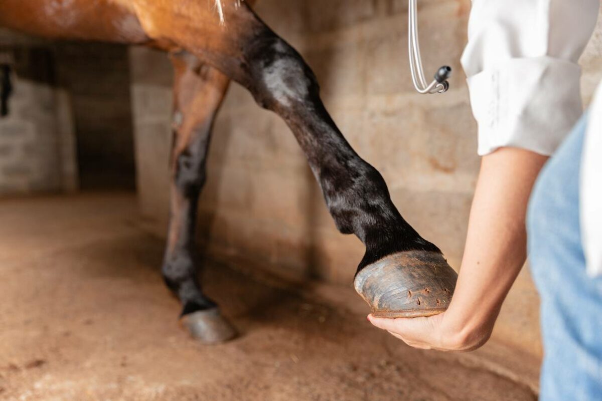 prendre soin de son cheval ; entretenir cheval ; soins du cheval