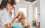Avantages-vétérinaire-domicile