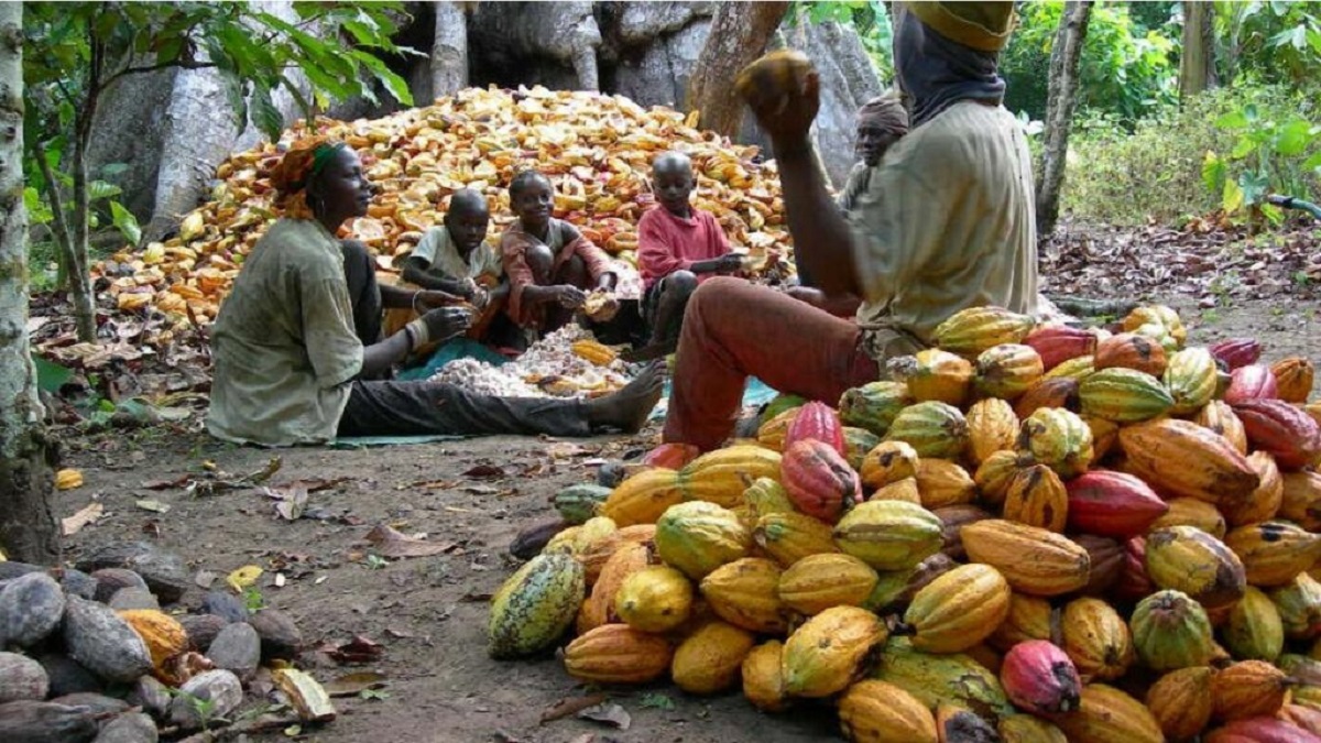 Cocoa-Nigeria