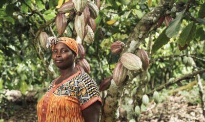 Producteurs-de-Cacao