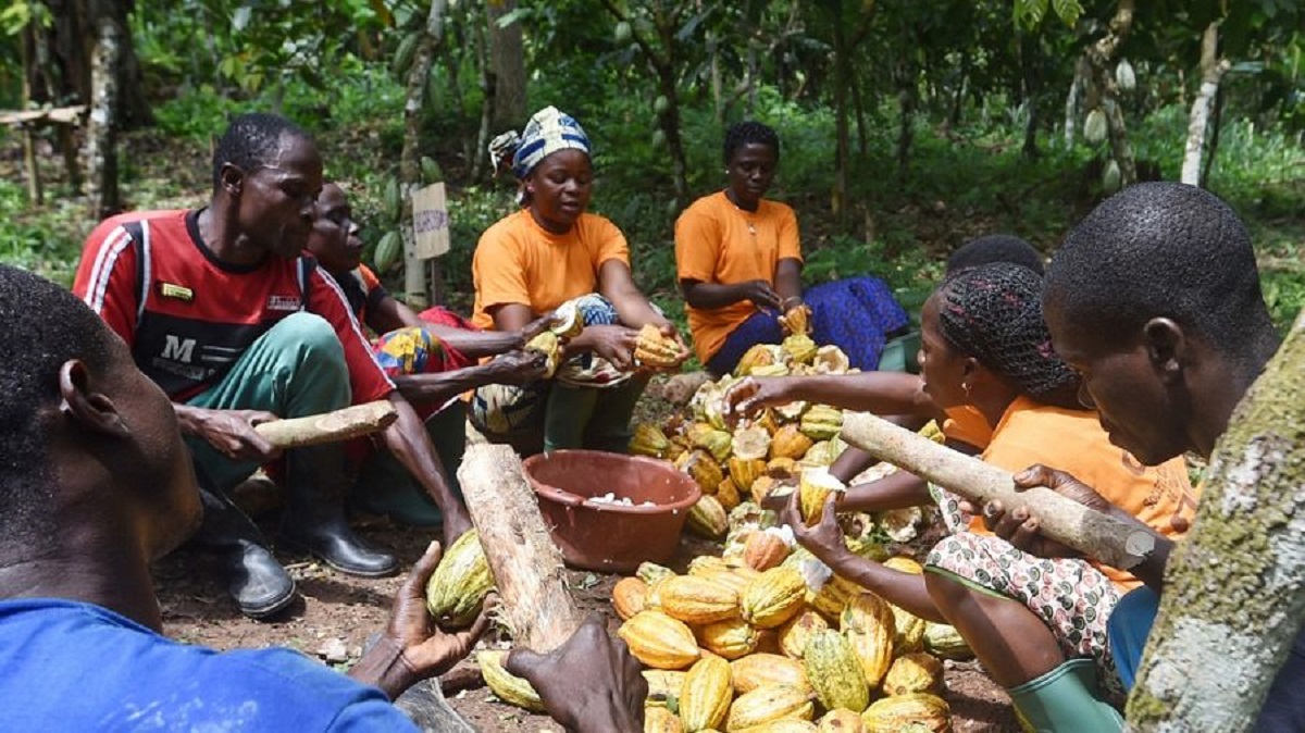 Producteurs-de-Cacao-cote-ivoire