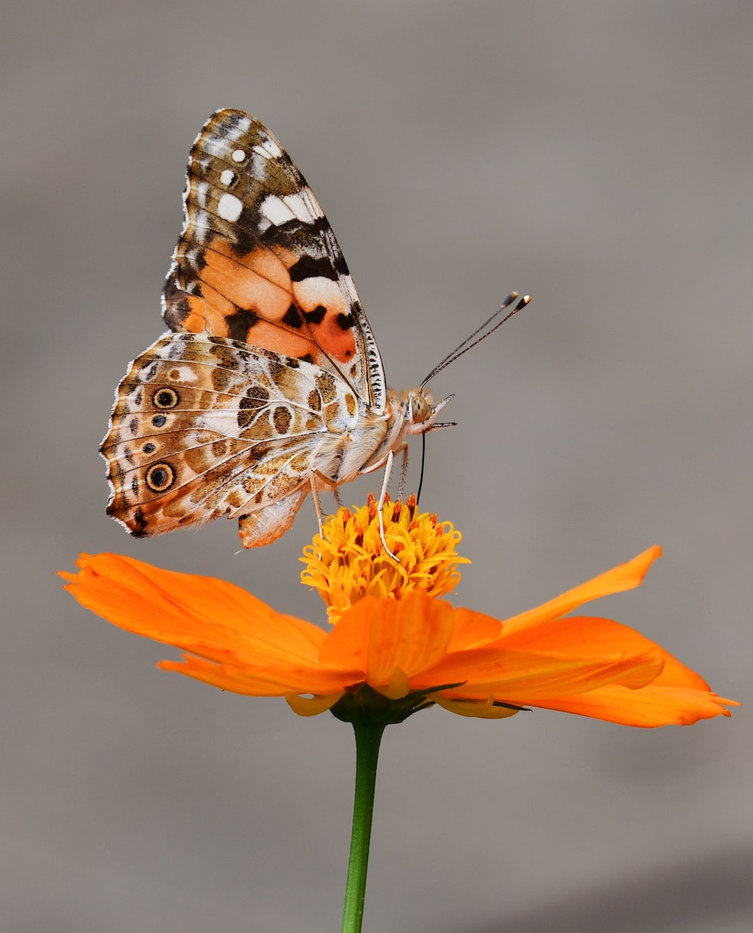 Un poisson-papillon multicolore