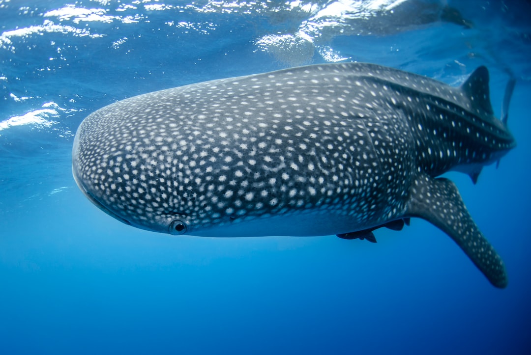 Un requin-baleine en train de nager