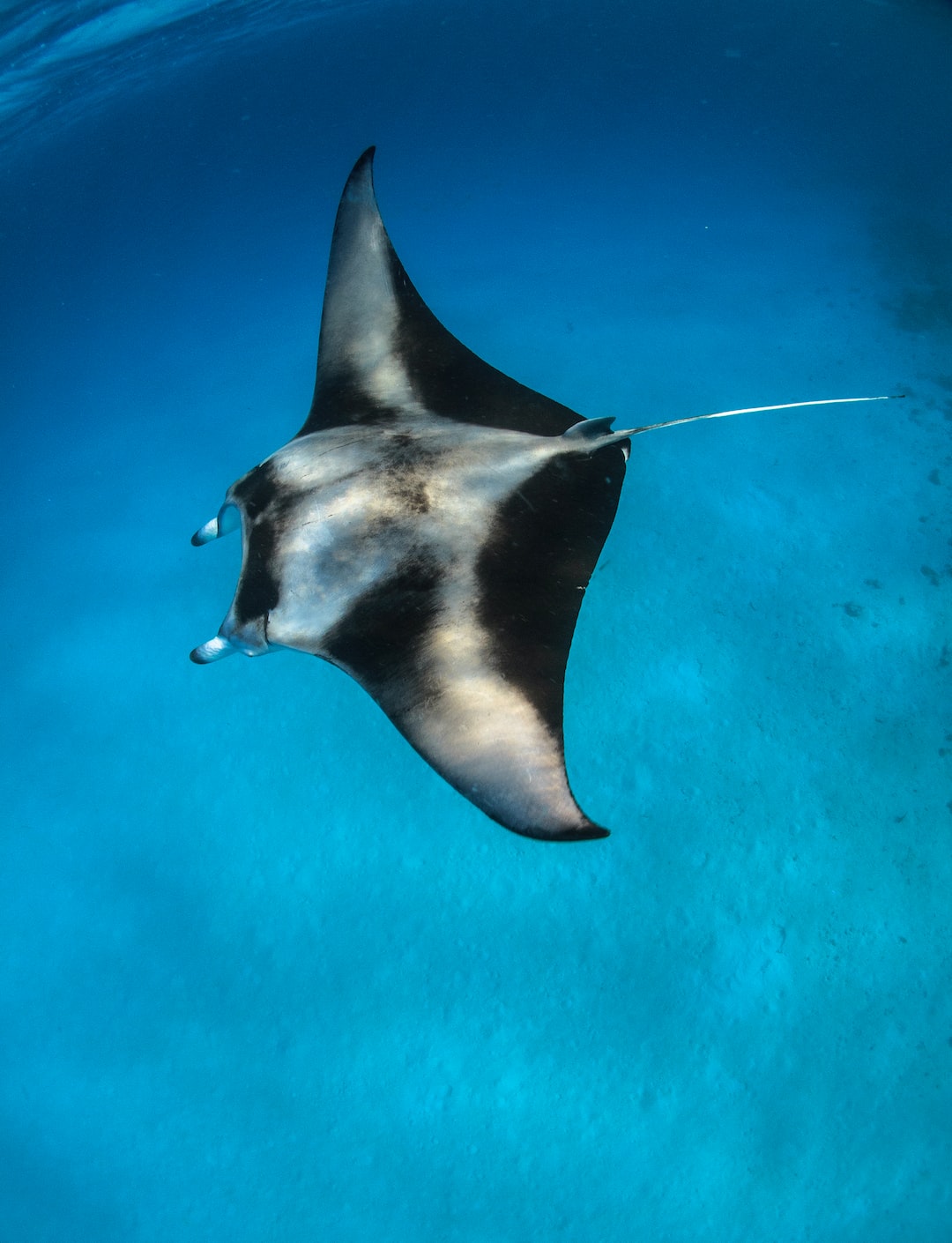 Une raie manta avec ses ailerons déployés