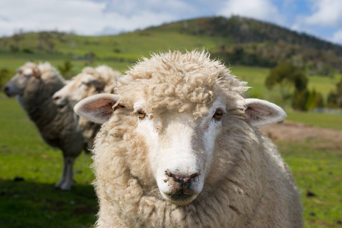 mouton qui a mangé du cannabis