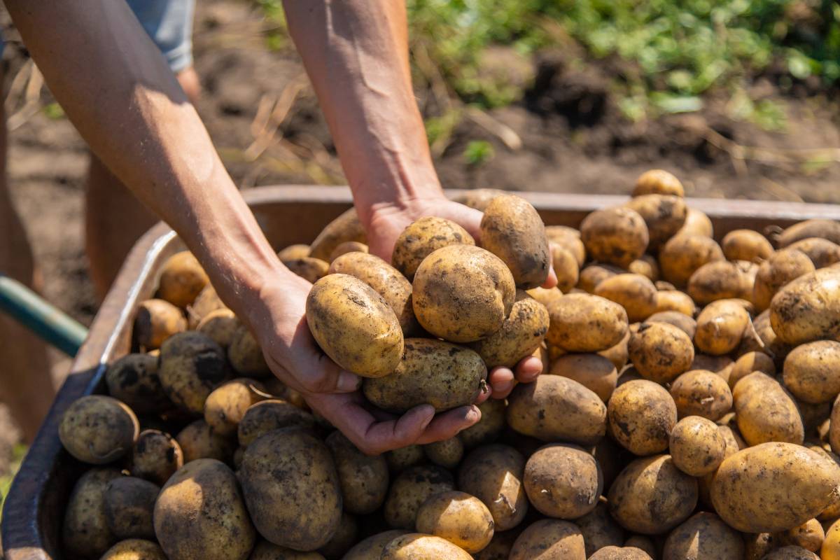 conservation pomme de terre