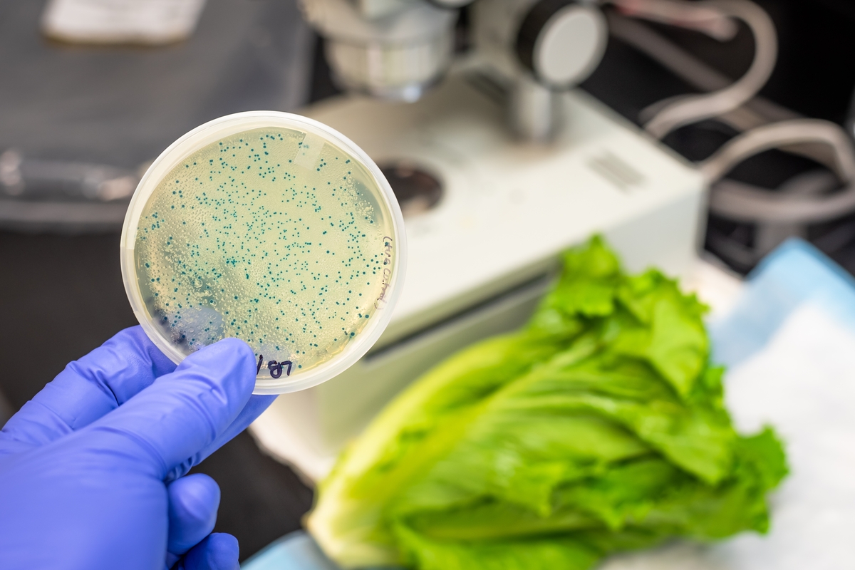 salade faisant l'objet retour produit contaminé