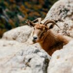 chèvre en montagne