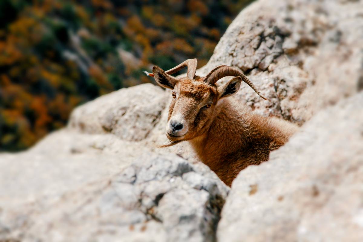 chèvre en montagne