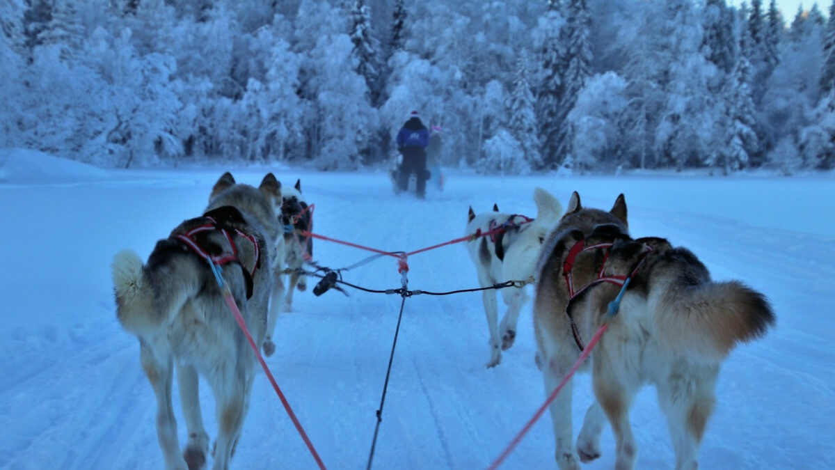 Laponie : plongée hivernale au cœur du pays du Père Noël