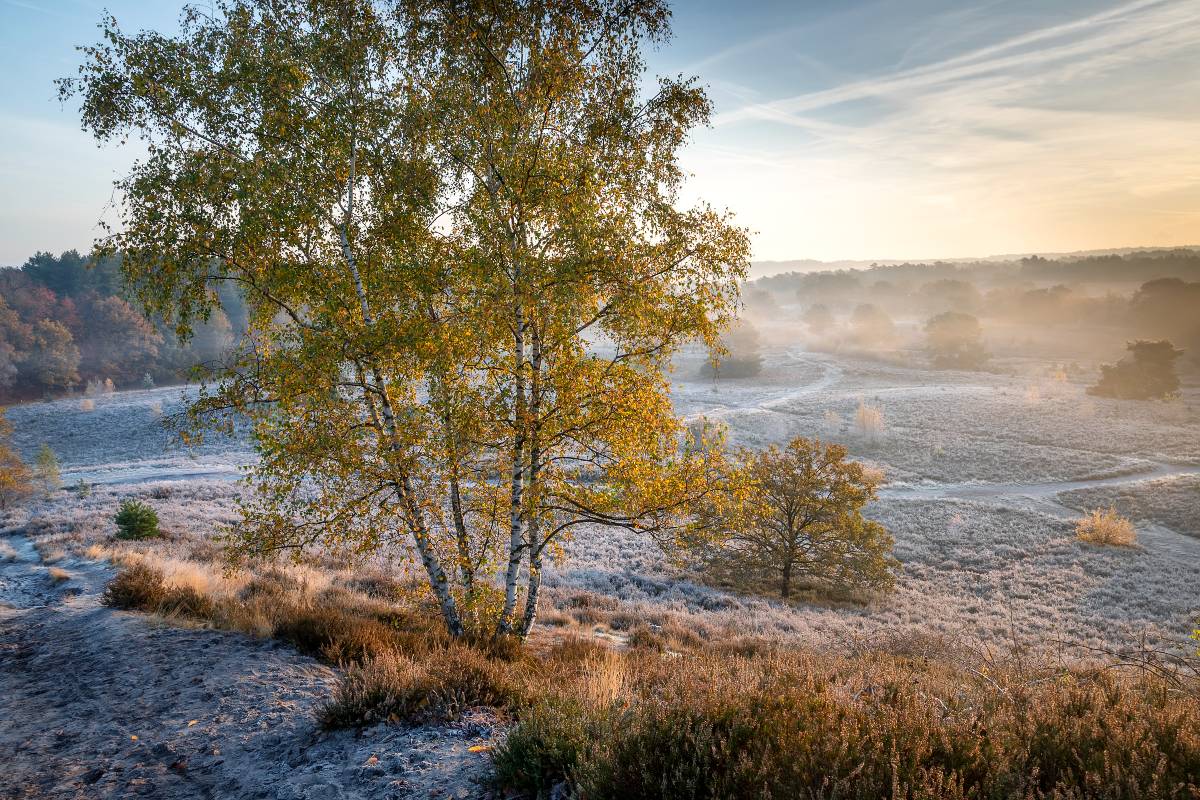 paysage gelé d'automne