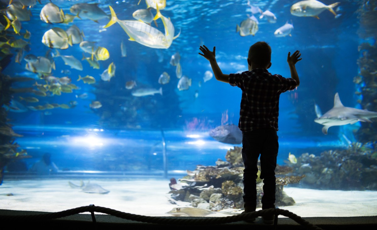 garçon à l'aquarium