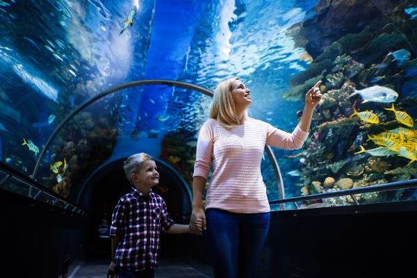 vista aquarium en famille