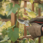 découvrez comment tailler une vigne grimpante efficacement pour stimuler sa croissance et obtenir une plante saine et vigoureuse.